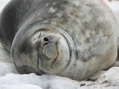 Weddell Seal